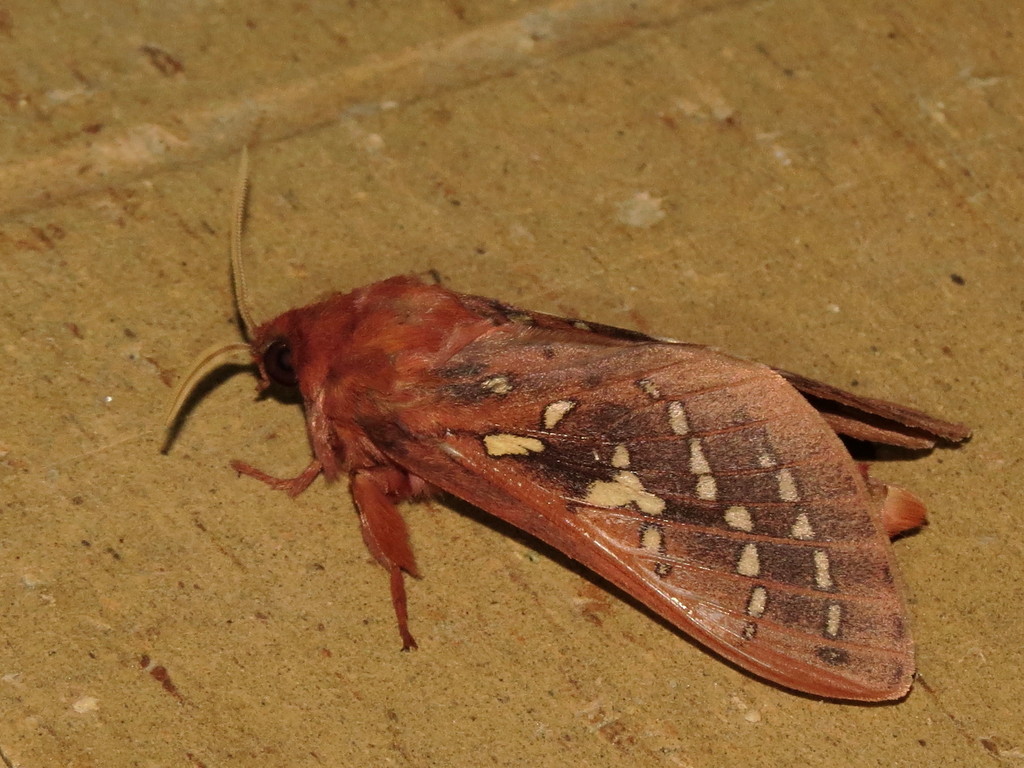 Oxycanus stellans
