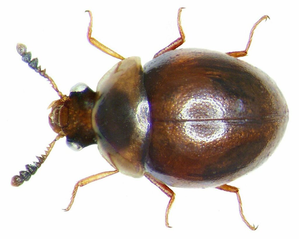 Liodopria serricornis