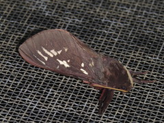 Oxycanus