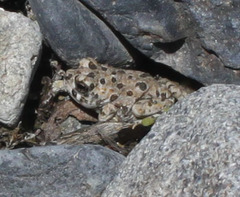 Anaxyrus californicus