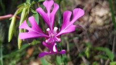 Clarkia concinna concinna
