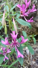 Clarkia concinna concinna