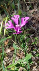 Clarkia concinna concinna