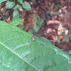 Dolichoderus rugosus