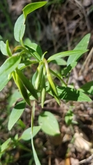Clarkia concinna concinna