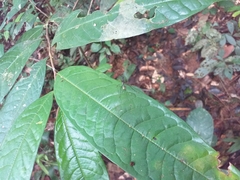 Dolichoderus rugosus