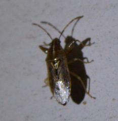 Pachygronthidae