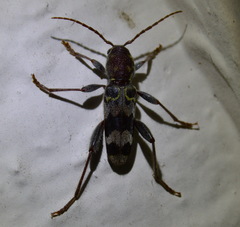 Xylotrechus colonus
