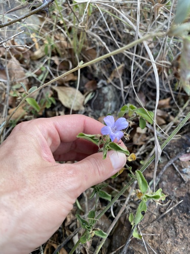 Image of Barleria obtusa by (c) Sunčana Bradley, some rights reserved (CC BY)
