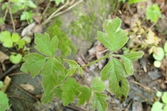 Toxicodendron radicans negundo