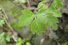 Toxicodendron radicans negundo