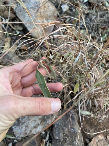 Image of Melhania prostrata by (c) Sunčana Bradley, some rights reserved (CC BY)