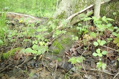 Toxicodendron radicans negundo