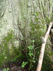 Toxicodendron radicans negundo