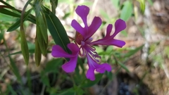 Clarkia concinna concinna
