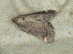 Hypsopygia phoezalis