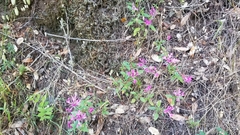 Clarkia concinna concinna