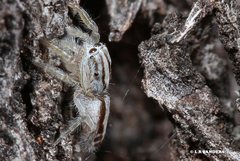 Afraflacilla stridulator