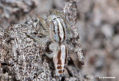 Afraflacilla stridulator