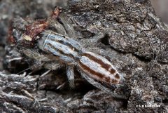 Afraflacilla stridulator