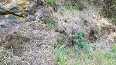 Clarkia concinna concinna