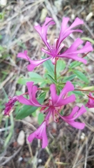 Clarkia concinna concinna