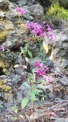 Clarkia concinna concinna