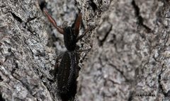 Holoplatys planissima