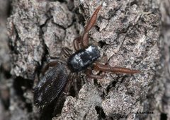 Holoplatys planissima