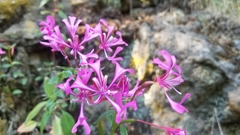 Clarkia concinna concinna