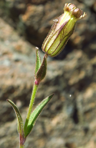 Silene suksdorfii, 2024-07-10