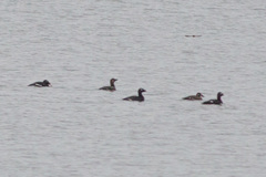 Melanitta stejnegeri