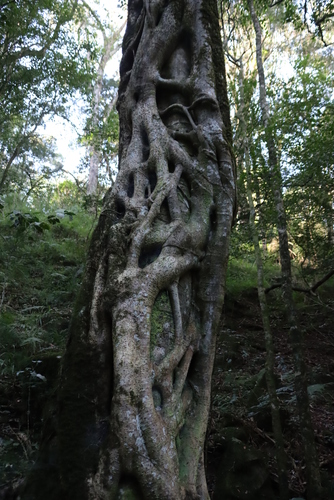 Ficus craterostoma, photograph 2
