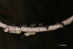 Radumeris radula
