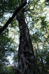Ficus craterostoma, photograph (c) Tony Rebelo, some rights reserved (CC BY-SA)