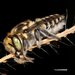 Megachile macularis - Photo (c) Laurence Sanders, algunos derechos reservados (CC BY-NC-SA), subido por Laurence Sanders