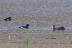 Melanitta stejnegeri