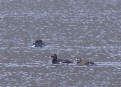 Melanitta stejnegeri