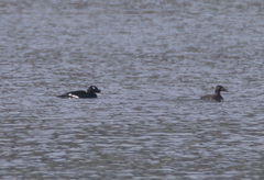 Melanitta stejnegeri