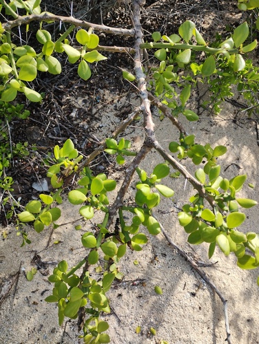 Pereskiopsis rotundifolia, photograph 6