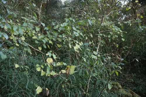 Image of Pink Fly Bush (Plectranthus fruticosus) by (c) Tony Rebelo, some rights reserved (CC BY-SA)