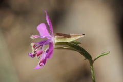 Clarkia virgata