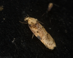 Elaeonoma deltacostamela