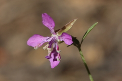Clarkia virgata