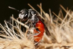 Sphecodes profugus