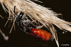 Sphecodes profugus