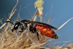 Sphecodes profugus