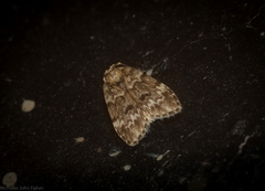 Scaphidriotis xylogramma