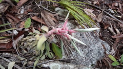 Tillandsia streptophylla