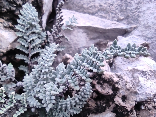 Image of Notholaena greggii by (c) Mauricio Calderón, some rights reserved (CC BY)